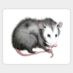 Sweet Possum Sticker